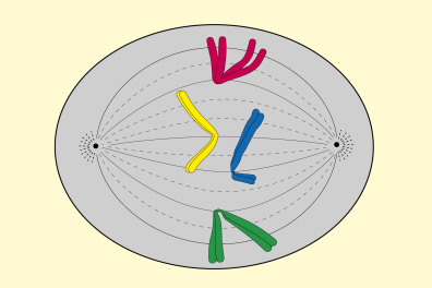 Mitose animale - Métaphase - infographie